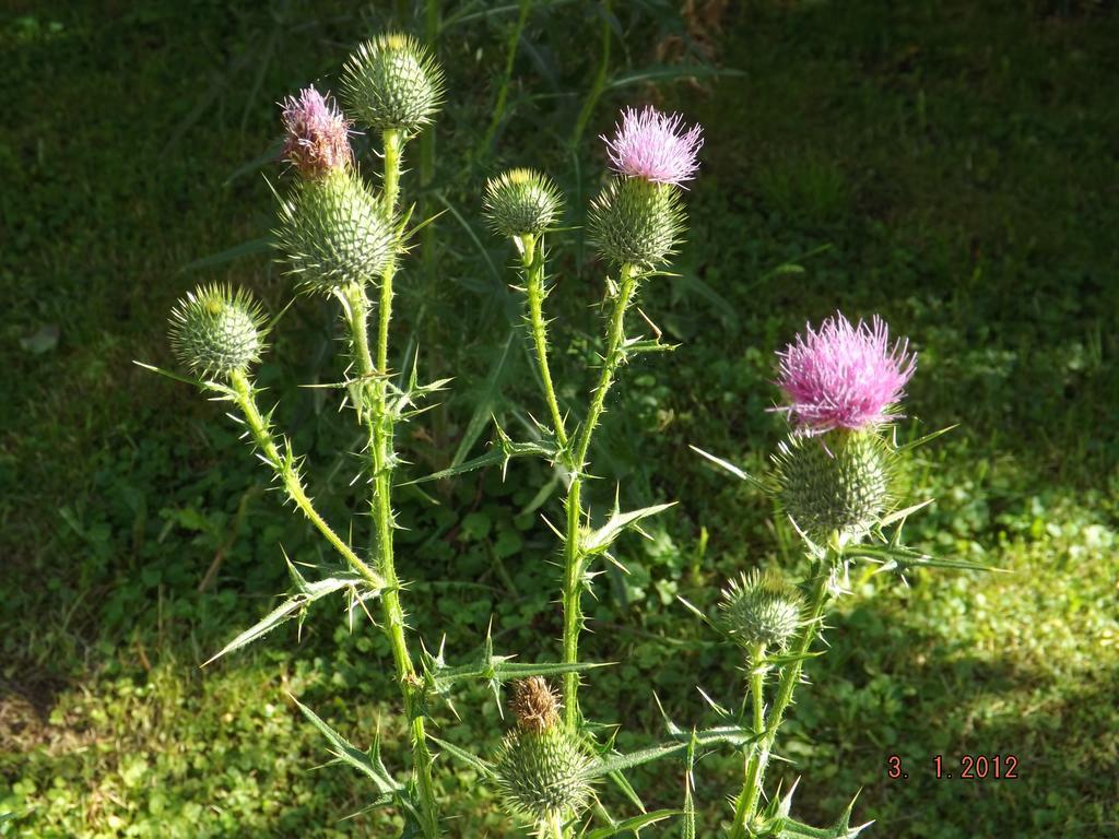 B&B Sol Fiori Agordo Buitenkant foto