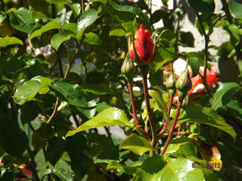 B&B Sol Fiori Agordo Buitenkant foto