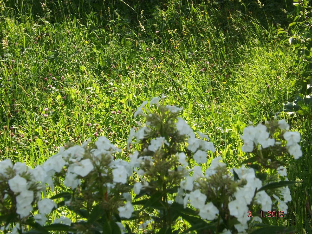 B&B Sol Fiori Agordo Buitenkant foto